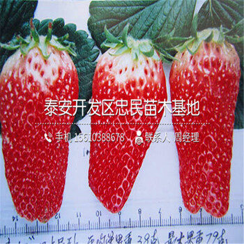 哪里有京郊小白草莓苗京郊小白草莓苗出售多少钱