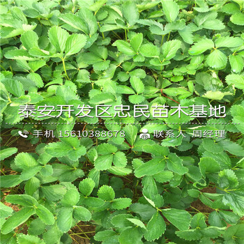 2018年妙香3號(hào)草莓苗妙香3號(hào)草莓苗一棵多少錢