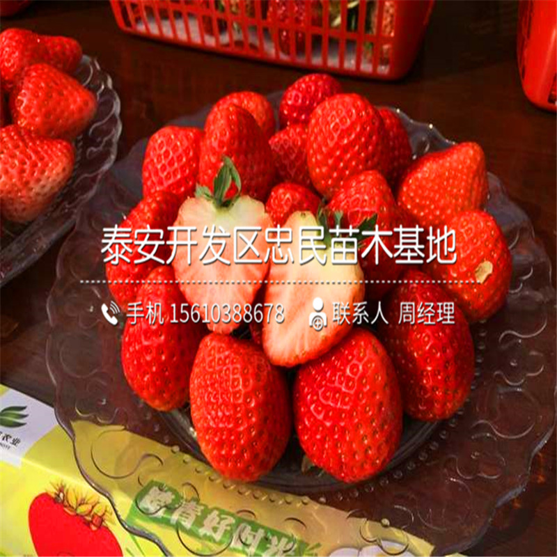 山东草莓王子草莓苗草莓王子草莓苗价钱低