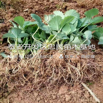 批發(fā)新世紀(jì)一號(hào)草莓苗新世紀(jì)一號(hào)草莓苗銷售基地