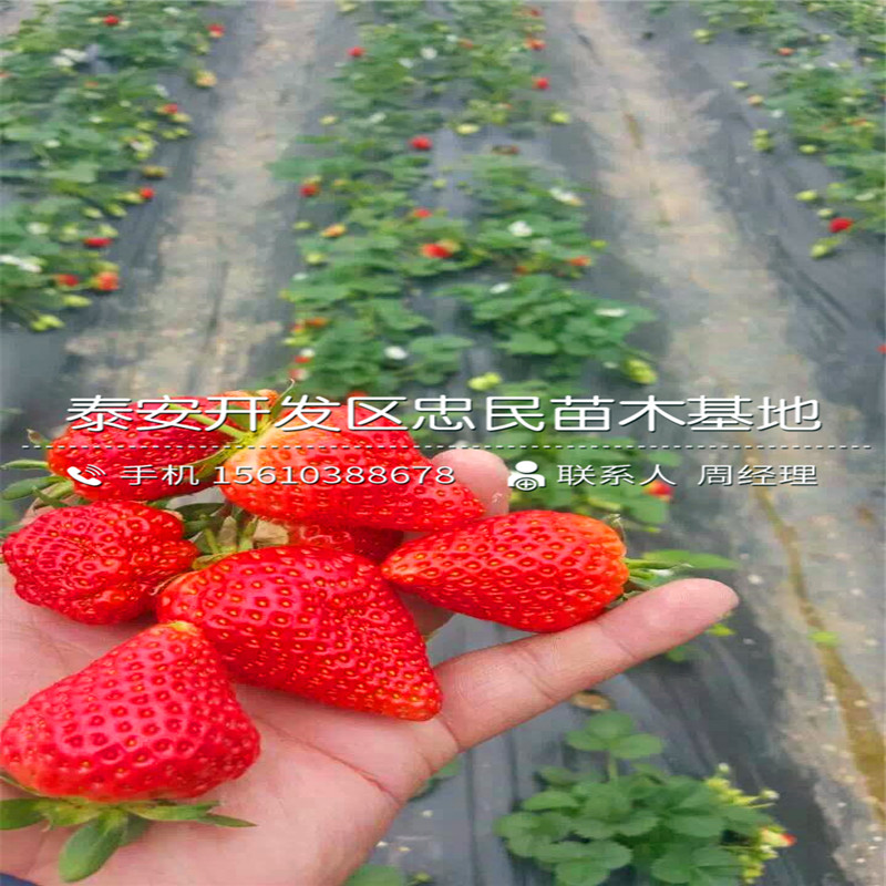 新品种红实美草莓苗红实美草莓苗批发什么价格