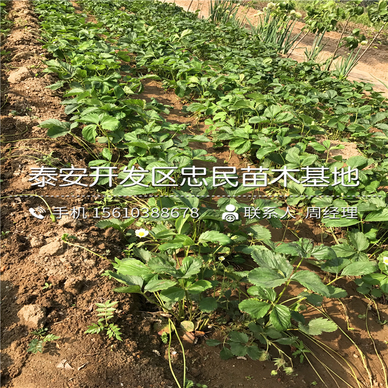 四季塞娃草莓苗出售基地四季塞娃草莓苗栽培技术