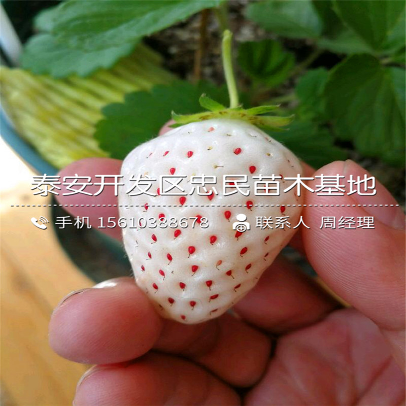 红玫瑰草莓苗种植基地红玫瑰草莓苗一棵多少钱