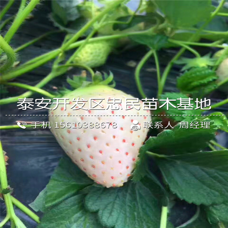 新品种法兰地草莓苗法兰地草莓苗批发单价