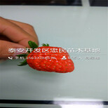 宝交早生草莓苗供应商宝交早生草莓苗价格图片0
