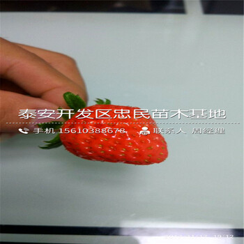 宝交早生草莓苗供应商宝交早生草莓苗价格