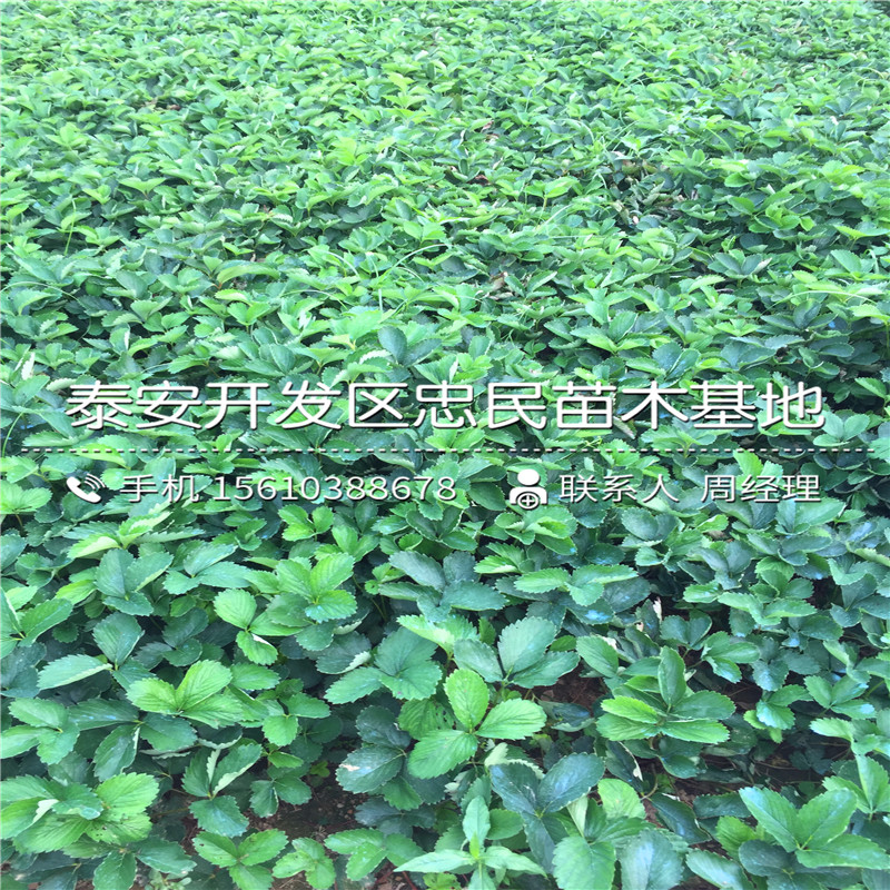 奥巴草莓苗行情奥巴草莓苗批发基地