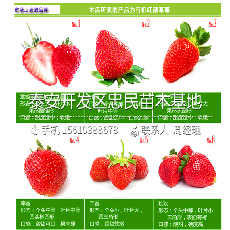 丰香草莓苗一棵多少钱丰香草莓苗品种介绍