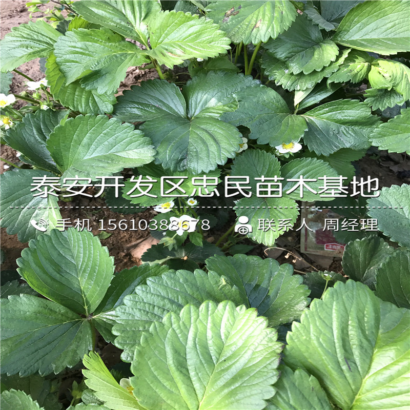 新品种咖啡草莓苗咖啡草莓苗价格