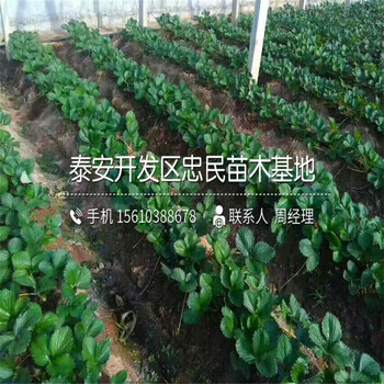 全草莓苗批发价格全草莓苗品种介绍