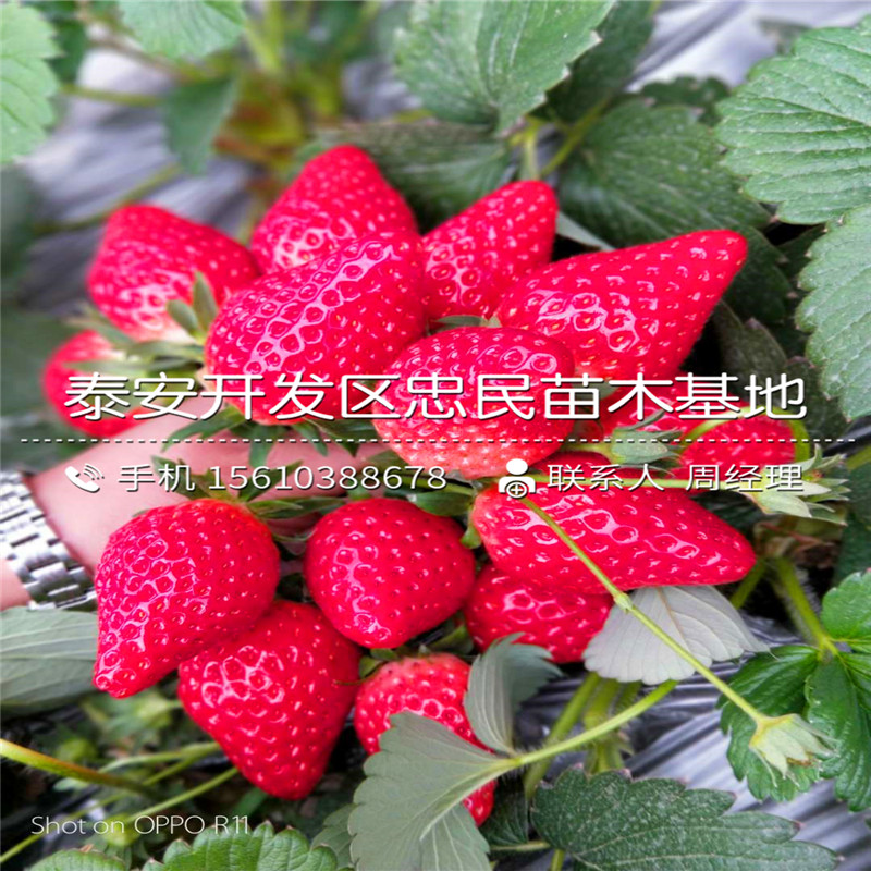 出售宝交草莓苗宝交草莓苗价钱低