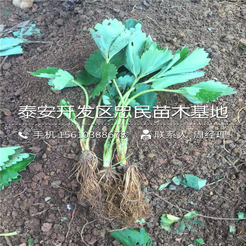 山东99草莓苗99草莓苗批发什么价格