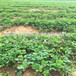 美香莎草莓苗一棵多少钱美香莎草莓苗批发基地