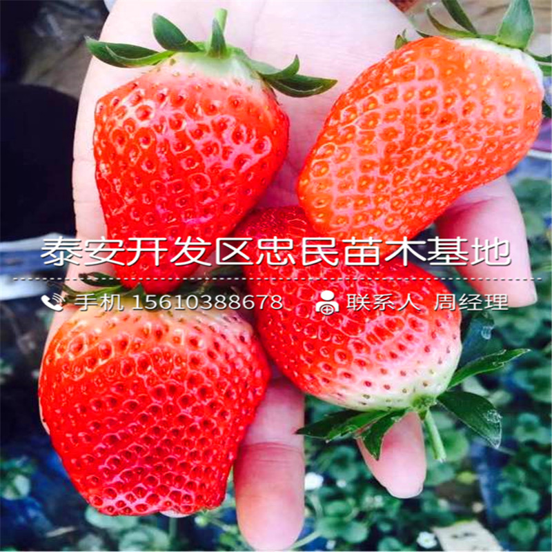 冬香草莓苗多少钱一棵冬香草莓苗栽培技术