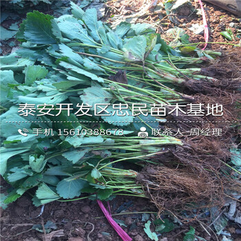 山东草莓王子草莓苗草莓王子草莓苗价钱低