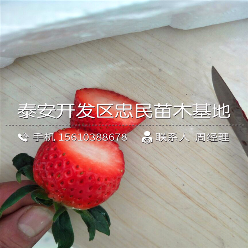 红实美草莓苗那种好红实美草莓苗批发