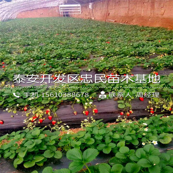 冬香草莓苗多少钱一棵冬香草莓苗栽培技术
