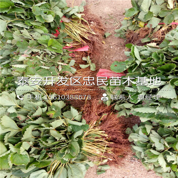 出售粉红公主草莓苗粉红公主草莓苗哪里有