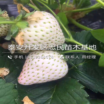 新品種冬香草莓苗冬香草莓苗哪里出售