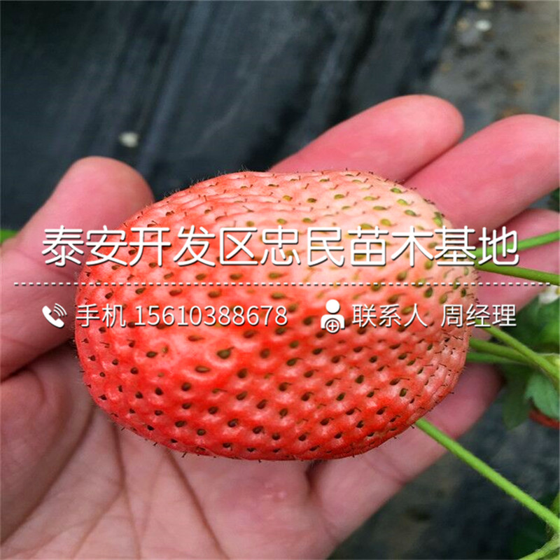 2018年以斯列二号草莓苗以斯列二号草莓苗多少钱一棵