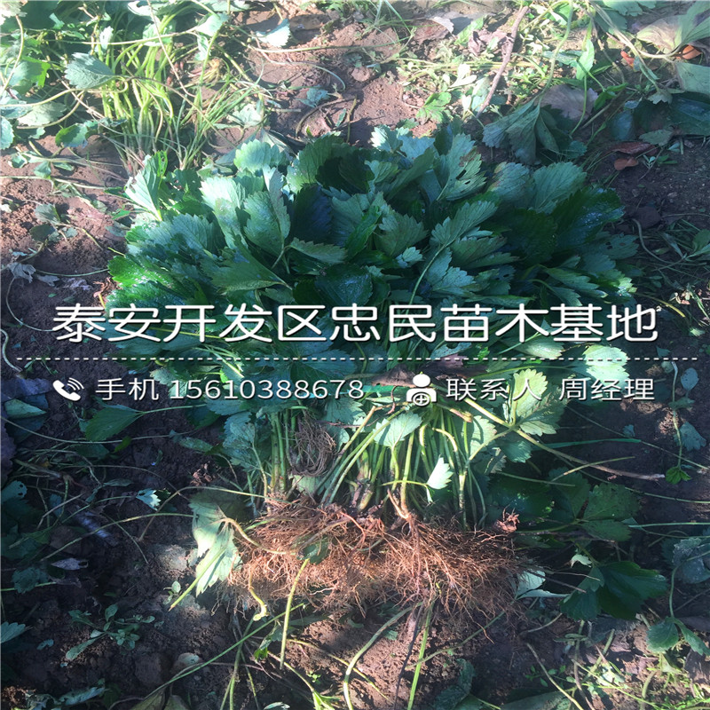 2018年艾尔巴草莓苗艾尔巴草莓苗出售批发