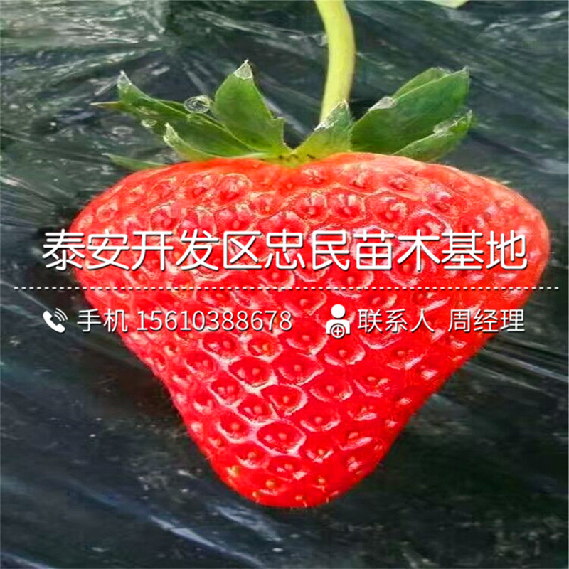 阿尔比草莓苗供应批发阿尔比草莓苗价钱