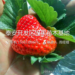 山东阿尔比草莓苗阿尔比草莓苗一株多少钱图片5