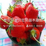 艾沙草莓苗一棵多少钱艾沙草莓苗出售价格图片2