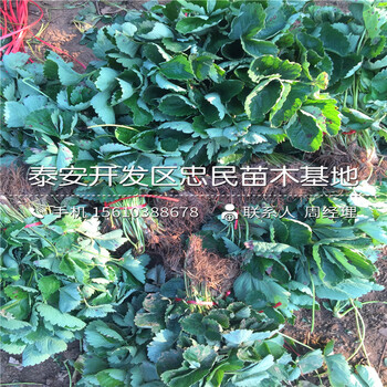 幸之花草莓苗一棵多少钱幸之花草莓苗新品种