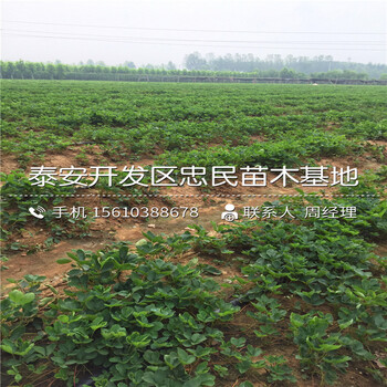 四季阿尔比草莓苗价位四季阿尔比草莓苗一亩地产多少斤