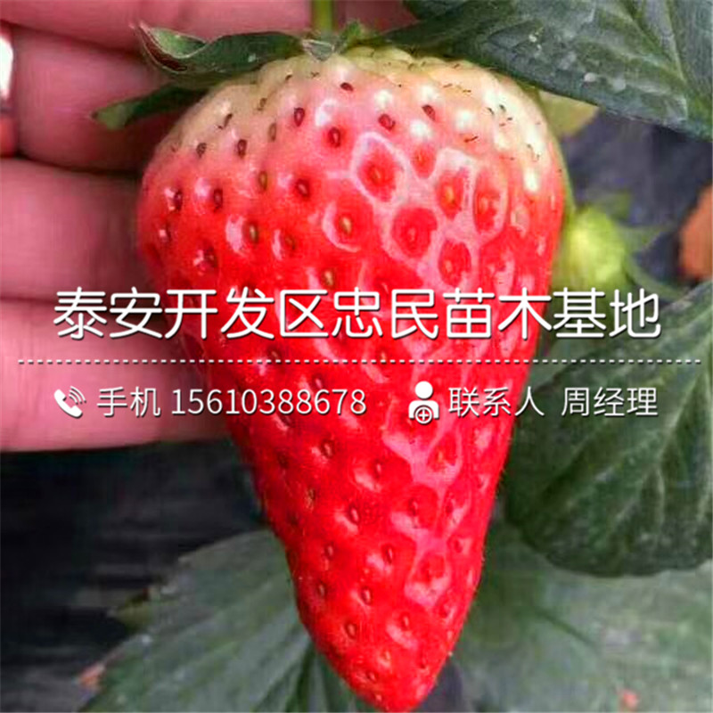 甜查理草莓苗出售价格是多少