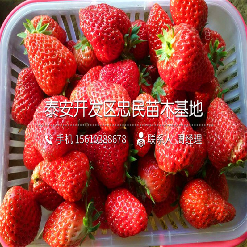 哈尼草莓苗种植基地哈尼草莓苗价格多少