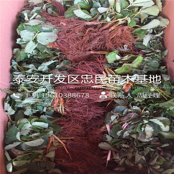 頰豐草莓苗銷售基地