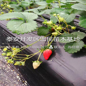 2018年賽娃草莓苗賽娃草莓苗批發(fā)多少錢