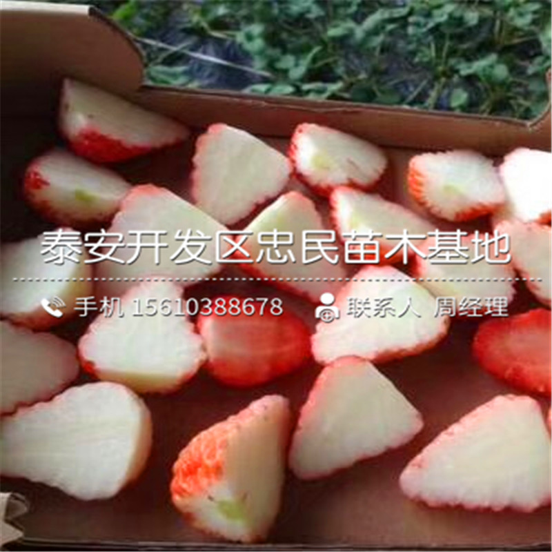 新品种妙香3号草莓苗妙香3号草莓苗一株多少钱