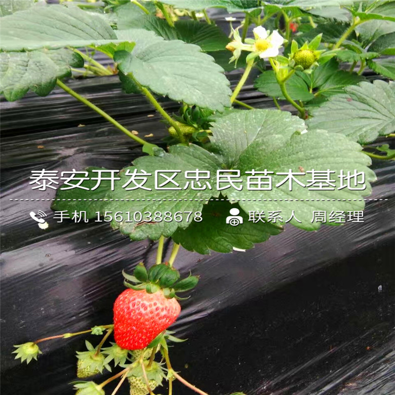 九香草莓苗种植基地九香草莓苗品种介绍