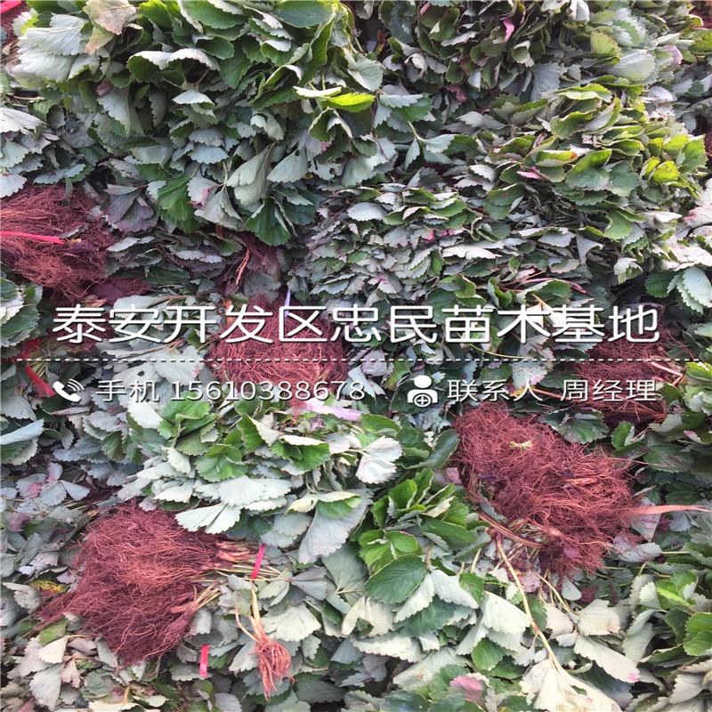 我想买奶油草莓苗奶油草莓苗出售供应