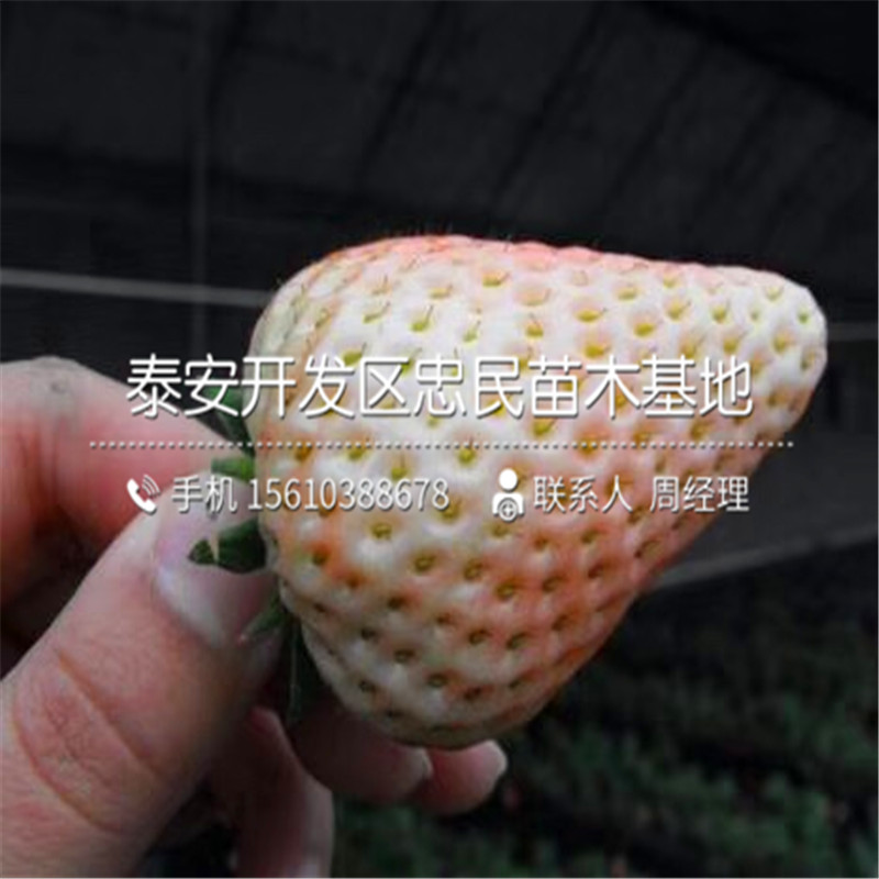 新品种美香莎草莓苗美香莎草莓苗图片