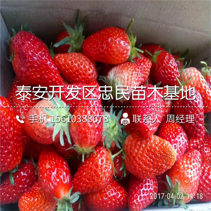 山东九香草莓苗九香草莓苗出售价格