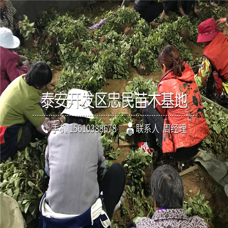 出售京藏香草莓苗京藏香草莓苗出售价钱