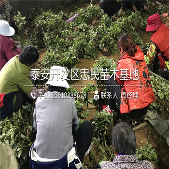 貴美人草莓苗價格哪里便宜