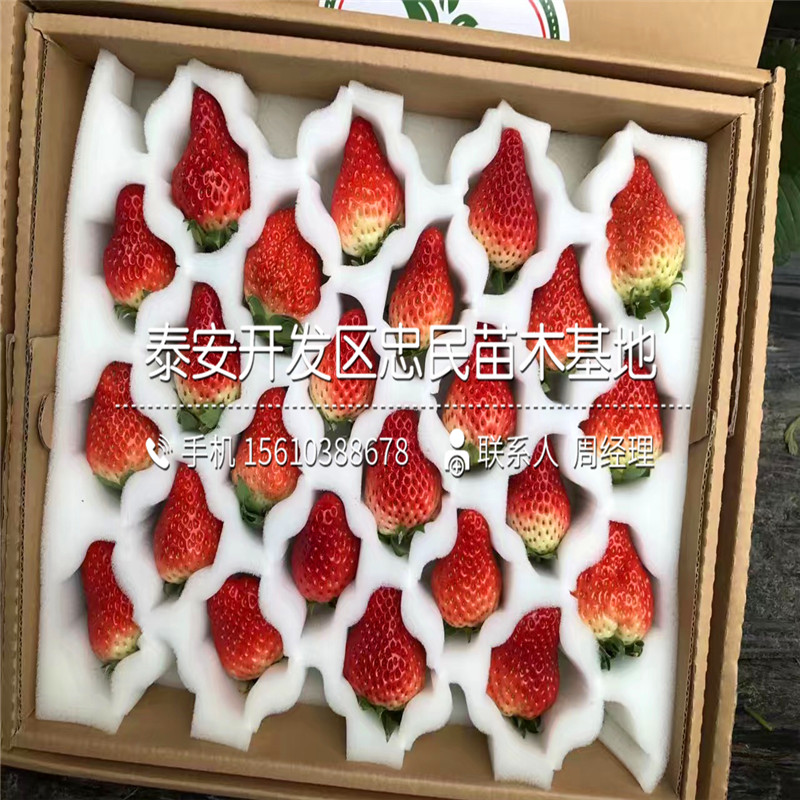 艾尔巴草莓苗多少钱一棵艾尔巴草莓苗价钱