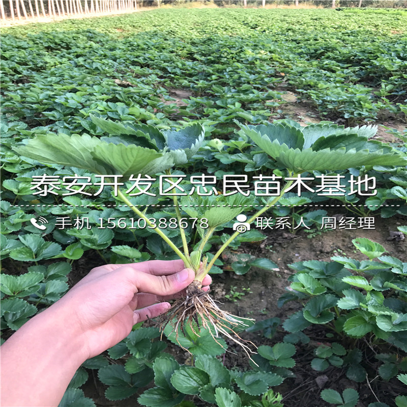 我想买密宝草莓苗密宝草莓苗产量多少