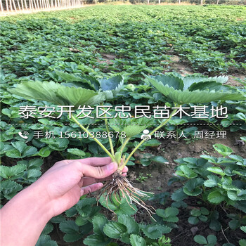 新品种钙维他草莓苗钙维他草莓苗简介