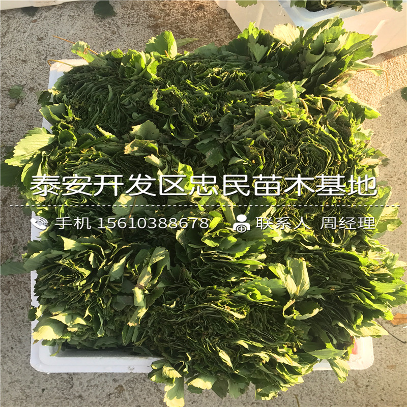 批发京留香草莓苗京留香草莓苗销售基地