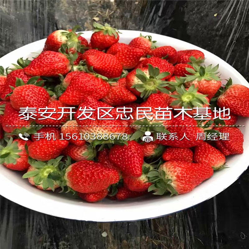 出售宝交早生草莓苗宝交早生草莓苗厂家