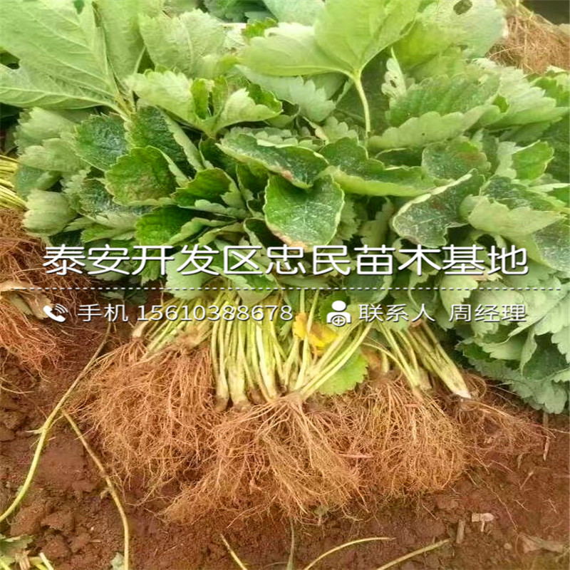 哪里有津美22号草莓苗津美22号草莓苗批发价格是多少