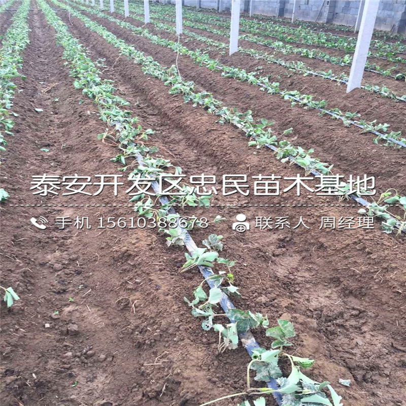 2018年日本99草莓苗日本99草莓苗出售批发