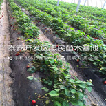 塞娃草莓苗供应商塞娃草莓苗出售价格图片4
