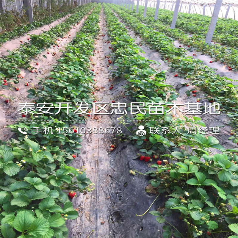 2018年艾尔巴草莓苗艾尔巴草莓苗格多少